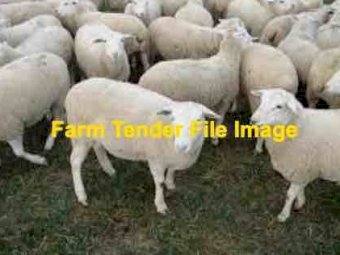 Agistment Wanted for 500-600 Dorpers