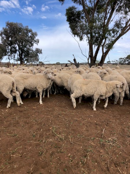 185 Merino Ewes