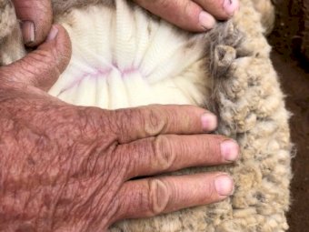185 Merino Ewes
