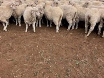 185 Merino Ewes