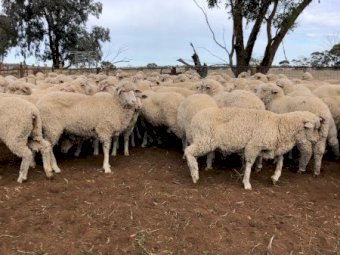 185 Merino Ewes