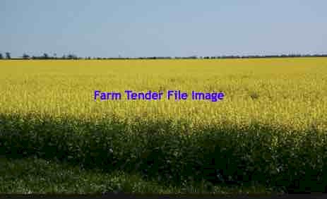 Feast Canola Seed