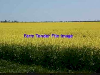 Feast Canola Seed