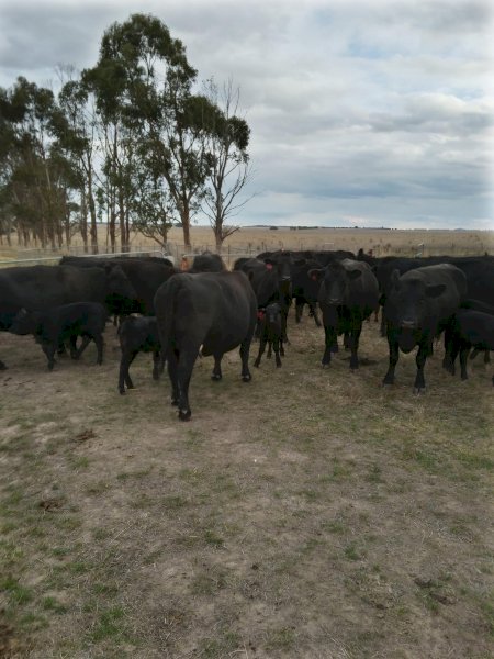 50 x Certified Organic Cows with Claves at Foot