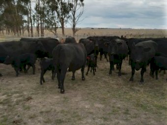 50 x Certified Organic Cows with Claves at Foot
