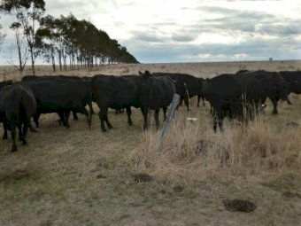 50 x Certified Organic Cows with Claves at Foot