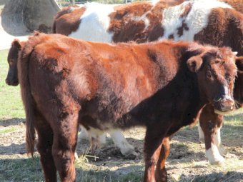 11 Maine-Anjou / shorthorn  cross Weaner Steers