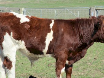 11 Maine-Anjou / shorthorn  cross Weaner Steers