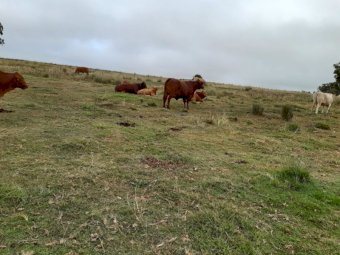 47 Mixed age Cows/Heifers in Calf or Calves at foot