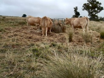 47 Mixed age Cows/Heifers in Calf or Calves at foot