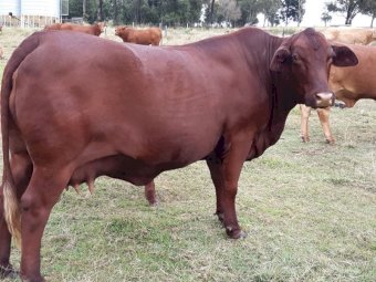 47 Mixed age Cows/Heifers in Calf or Calves at foot