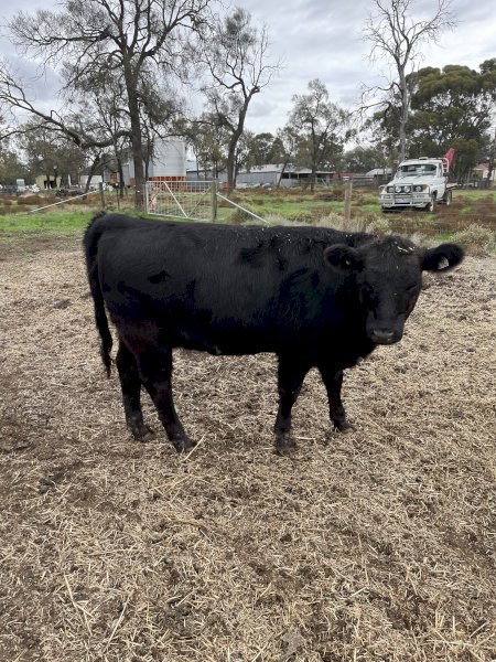 Black Square Meater Heifer | Farm Tender