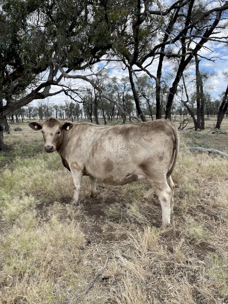 Murray Grey / Square Meater Breeding Cows x 4 