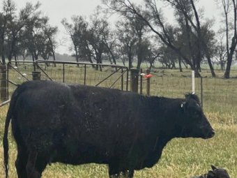 Murray Grey / Square Meater Breeding Cows x 4 