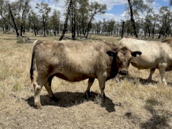 Murray Grey / Square Meater Breeding Cows x 4 