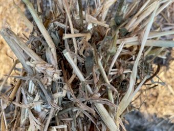 250mt Wheaten Vetch Hay 500-550kg 8x4x3 Bales (20/21)