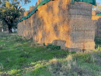 250mt Wheaten Vetch Hay 500-550kg 8x4x3 Bales (20/21)