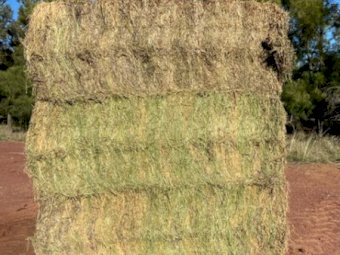 Lucerne Hay 8x4x3 bale's 1st and 2nd cut mix