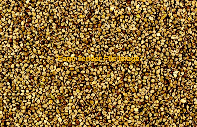 Bulk Shirohie Millet - 100t Available