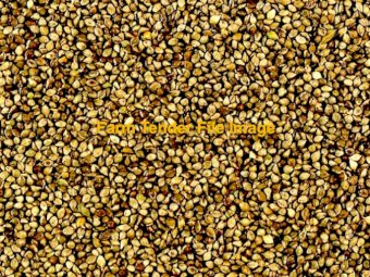 Bulk Shirohie Millet - 100t Available