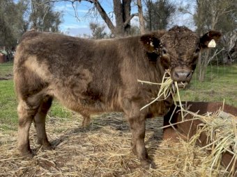 Square Meater Young Bull