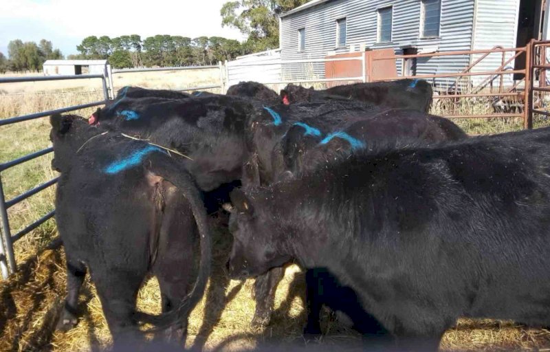 12 x 20 Month Old Heifers