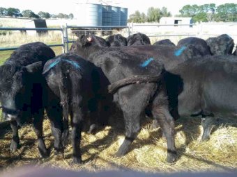 12 x 20 Month Old Heifers