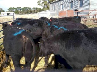 12 x 20 Month Old Heifers