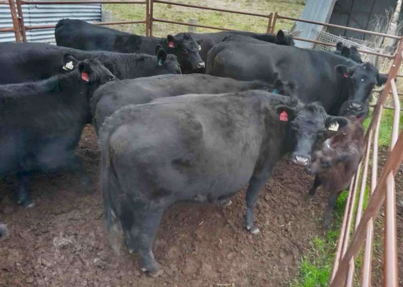 30 x  Angus Heifers Preg Tested in Calf