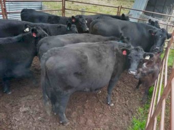 30 x  Angus Heifers Preg Tested in Calf