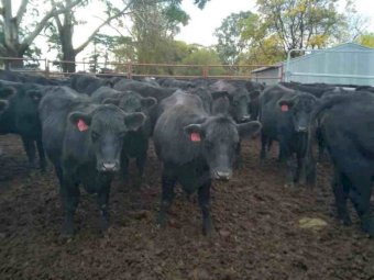 30 x  Angus Heifers Preg Tested in Calf