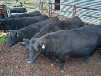 30 x  Angus Heifers Preg Tested in Calf