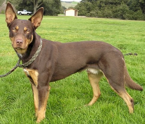 WANTED Trained Kelpie Working Dog