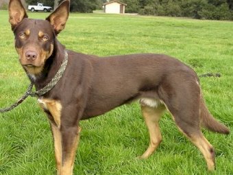 WANTED Trained Kelpie Working Dog