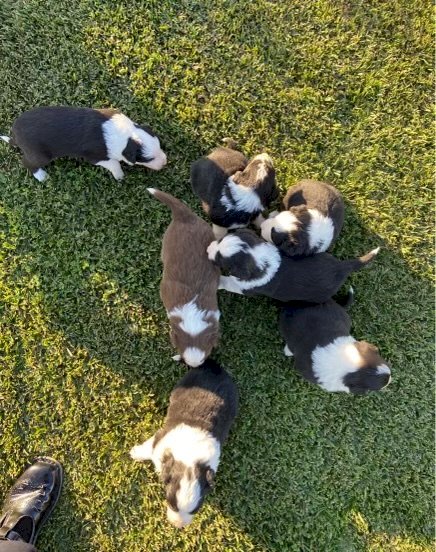Border Collie Pups x 6