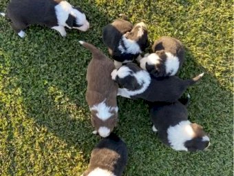 Border Collie Pups x 6
