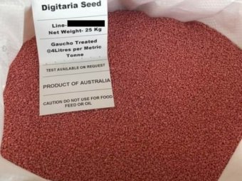 Premier Digitaria Seed (Coated)