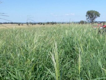 Premier Digitaria Seed (Coated)