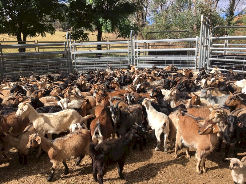 250 x Rangeland Goats