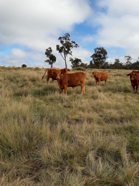 22 Droughtmaster heifers ( AV Weight 450kg)