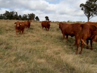 22 Droughtmaster heifers ( AV Weight 450kg)