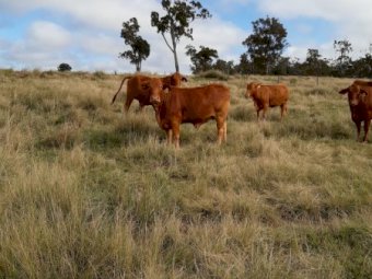 22 Droughtmaster heifers ( AV Weight 450kg)