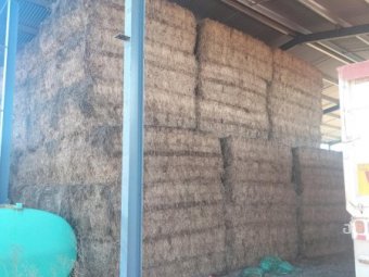 65mt Vetch Hay 540kg 8x4x3 Bales