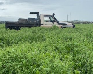 65mt Vetch Hay 540kg 8x4x3 Bales