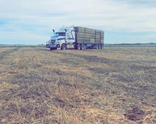 65mt Vetch Hay 540kg 8x4x3 Bales
