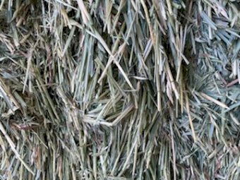 Export Quality Oaten Hay Shedded  plus Freight