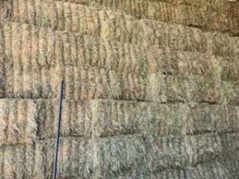 Export Quality Oaten Hay Shedded  plus Freight