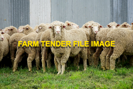 220 Merino Ewes in lamb