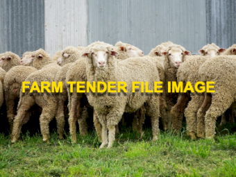 220 Merino Ewes in lamb