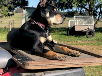 Kelpie / Huntaway Working Pups x 8